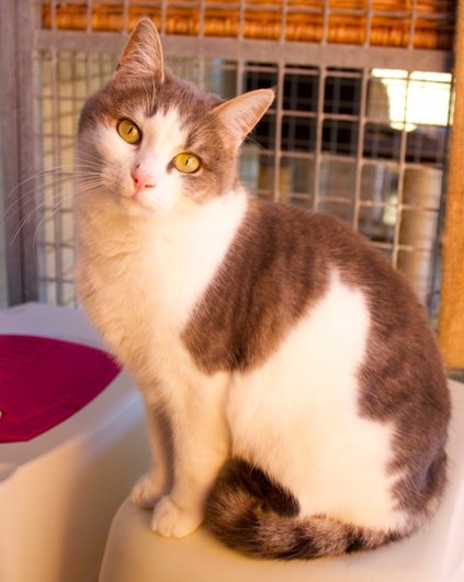 Photo de Minette, CHAT Europeen Tigree grise et blanche