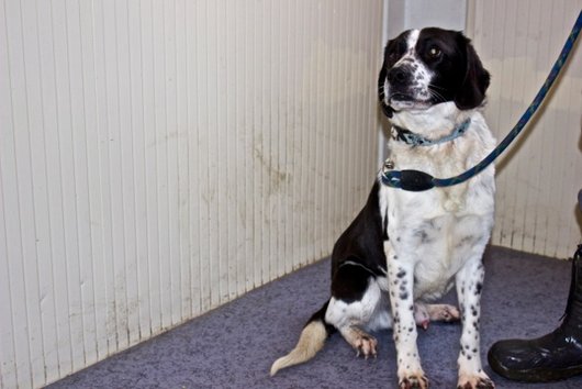 Photo de Gadget, CHIEN X berger Noir et blanc