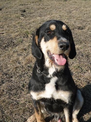 Photo de Gabin, CHIEN X bruno du jura Noir et feu