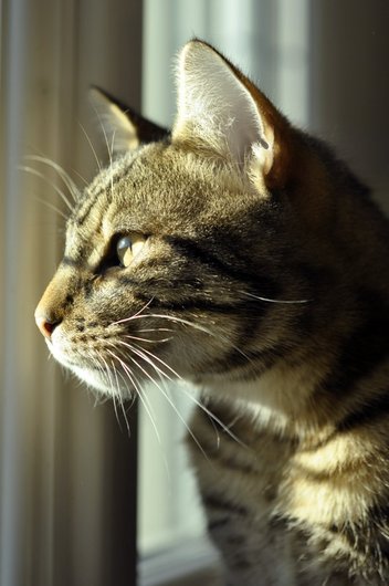 Photo de Tarzan, CHAT Europeen Tigré brun