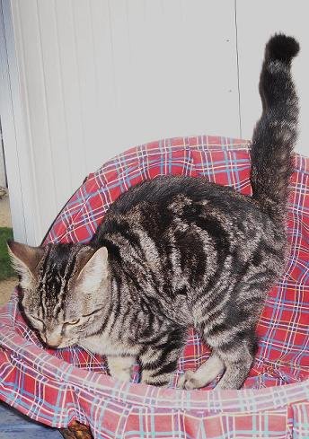 Photo de Gum, CHAT Europeen Gris tigre noir