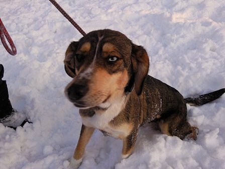 Photo de Pepite, CHIEN Beagle et husky Fauve et blanche