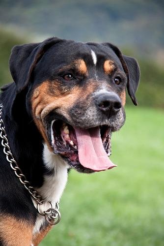 Photo de Mafia, CHIEN Dogue argentin x rott Noir et feu tache blanche