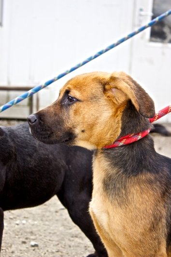Photo de Thelma, CHIEN X berger Noir et feu