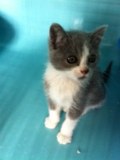 Photo de Grey, CHAT Europeen Grise et blanche
