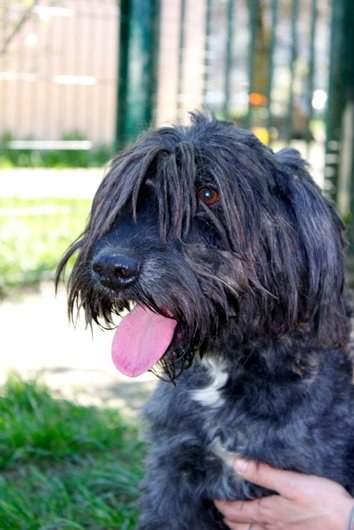 Photo de Pollux, CHIEN X griffon Noir