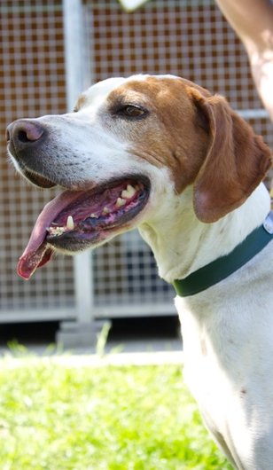 Photo de Ajax, CHIEN Pointer anglais Lemon