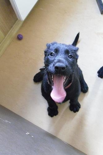 Photo de Molly, CHIEN Labrador x griffon Noir