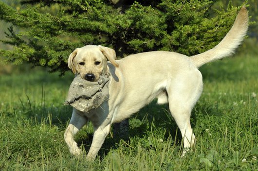 Photo de Gribouille, CHIEN Labrador Sable