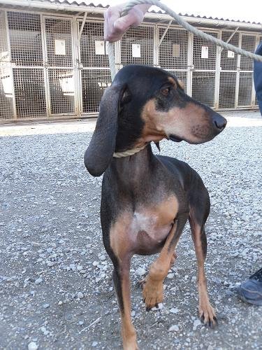 Photo de Niky, CHIEN X bruno du jura Noir et feu