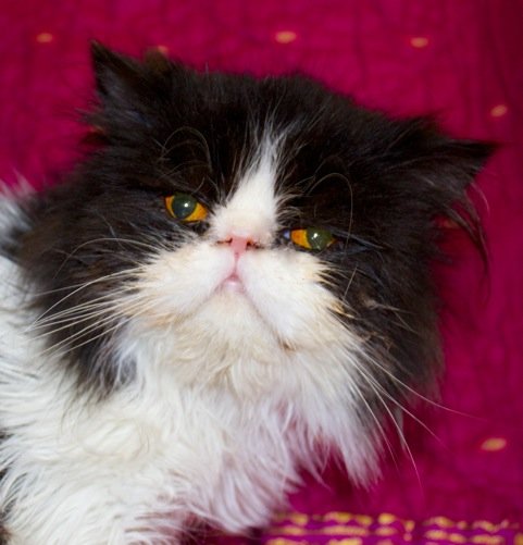 Photo de Hautomne, CHAT Persan Noir et blanc