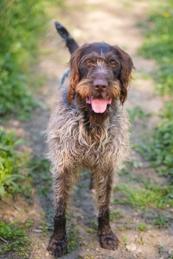 NILS - korthal 6 ans - APAGI à Le Versoud (38) Nils-chien-male-korthal-marron-truite-9.jpg__530x530_q85_subsampling-2