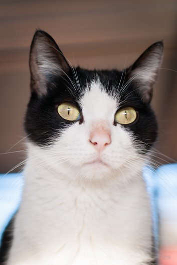 APAGI - Sham, CHAT Européen à la robe Noir et Blanc