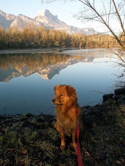 Photo de Hasko, CHIEN Berger x chow-chow Fauve mi-long