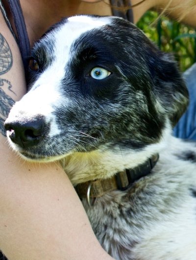 Photo de Isy, CHIEN Border collie Bleue merle