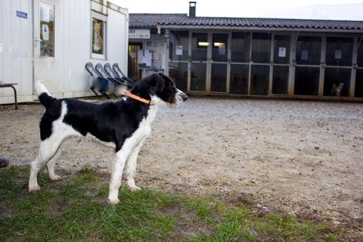Photo de Helios, CHIEN X griffon Noir et blanc