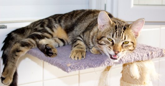 Photo de Kesium, CHAT Europeen Tigré