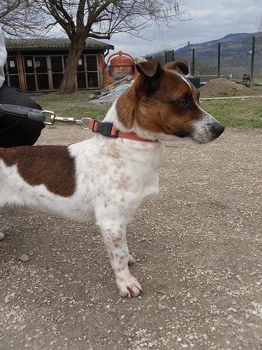 Photo de Grizzly, CHIEN X jack rusell Blanc mouchetee marron