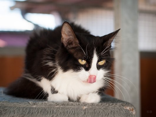 APAGI - Mina, CHAT Européen à la robe Noire et Blanche poil Long