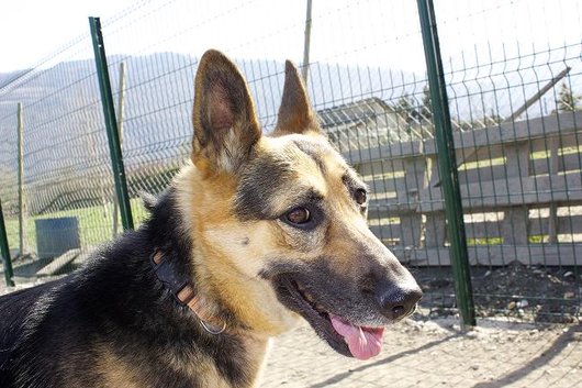 Photo de Gessi, CHIEN X berger allemand Noir et feu