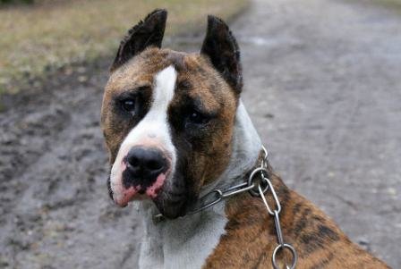Photo de Paco, CHIEN American staff terrier Blanc et bringe
