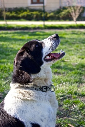 Photo de Gadget, CHIEN X berger Noir et blanc