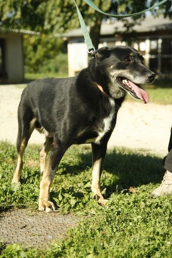 Photo de Gabor, CHIEN X berger de beauce Noir et feu