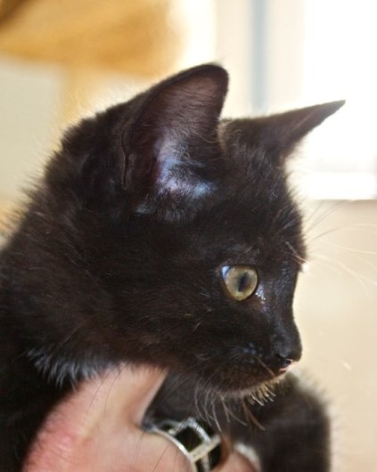 Photo de Choupy, CHAT Europeen Noire