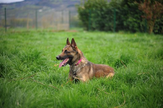 SOS - EDGE - berger belge malinois 13 ans (6 ans de refuge)  APAGI à Le Versoud (38) Edge-chien-male-berger-belge-malinois-fauve-charbonne-masque-noir-4.jpg__530x530_q85_subsampling-2